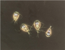 hur smittar giardia katt)