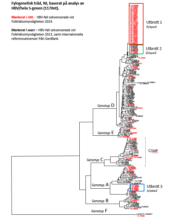 Fylogenetisk träd, NJ, baserat på analys av HBV/hela S-genen (1170nt)