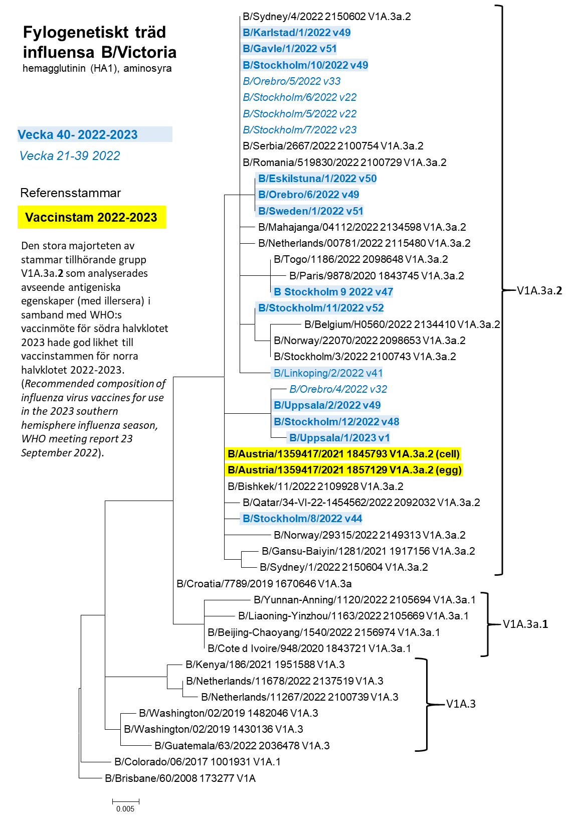 Ett fylogenetiskt träd avseende influensa B Victoria, läs mer under specialavsnitt karaktärisering, underrubrik genetisk grupp. 