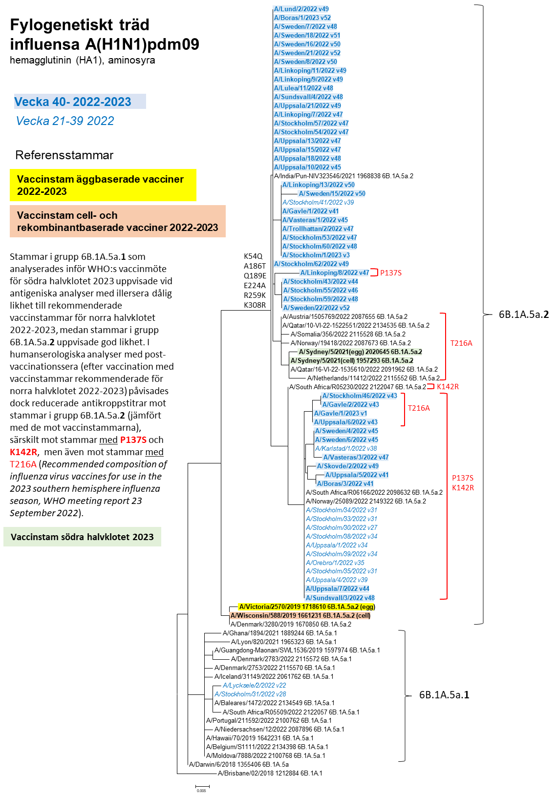 Ett fylogenetiskt träd avseende influensa A H1N1pdm09, läs mer under specialavsnitt karaktärisering, underrubrik genetisk grupp. 