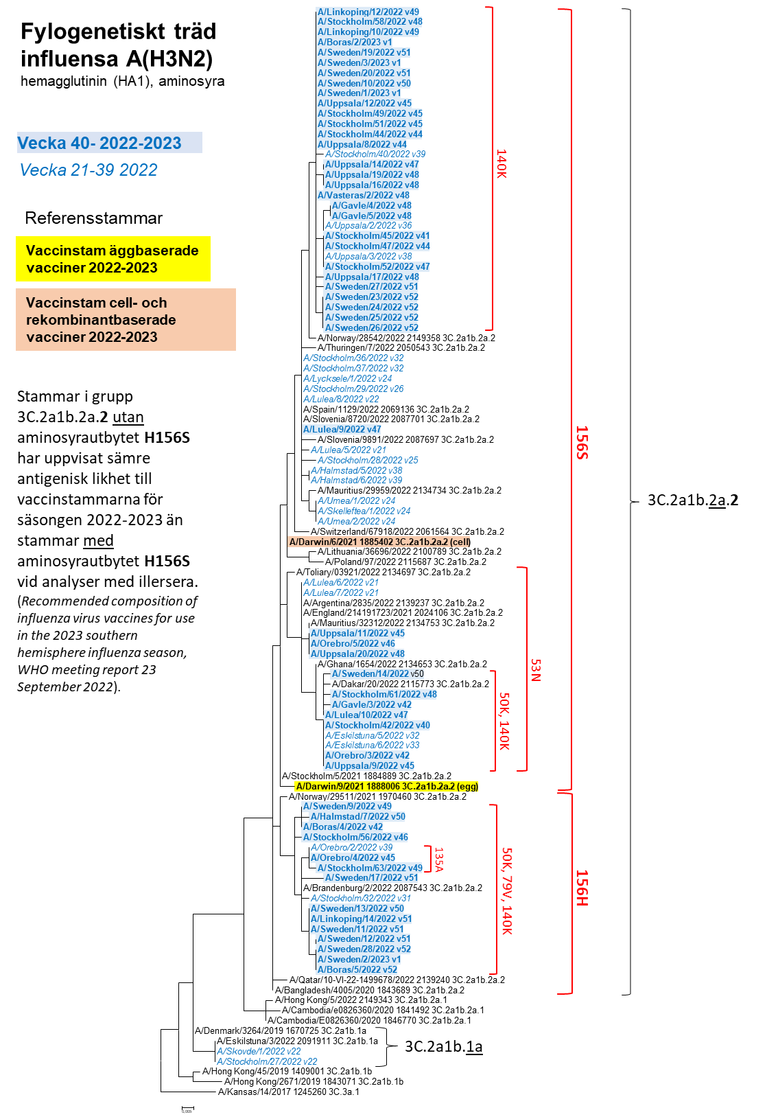 Ett fylogenetiskt träd avseende influensa A H3N2, läs mer under specialavsnitt karaktärisering, underrubrik genetisk grupp. 