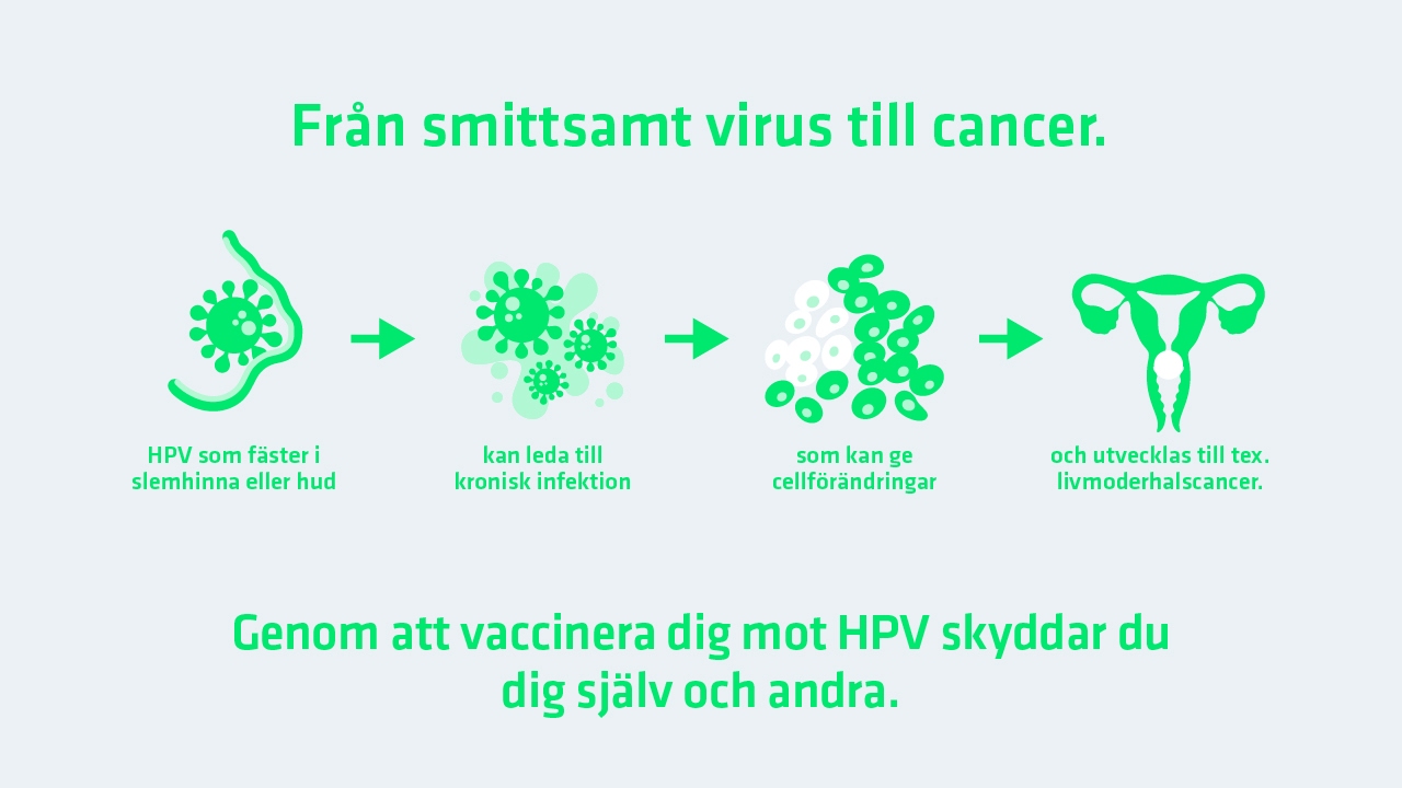Från virus till cancer - HPV som fäster i slemhinna eller hud kan leda till kronisk infektion som kan ge cellförändringar och utvecklas till t.ex. livmoderhalscancer.