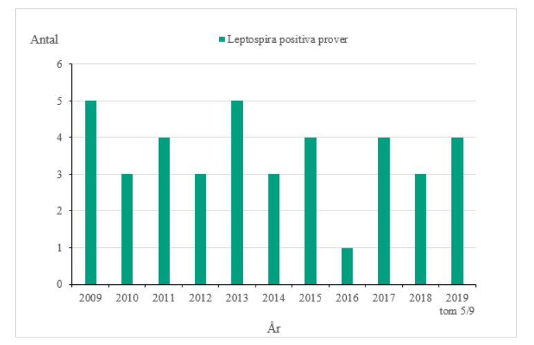 Antalet positiva fynd av leptospira 2009-2019