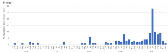 Det totala antalet fall av campylobacter i blodprover ökade under 2013 och 2014.