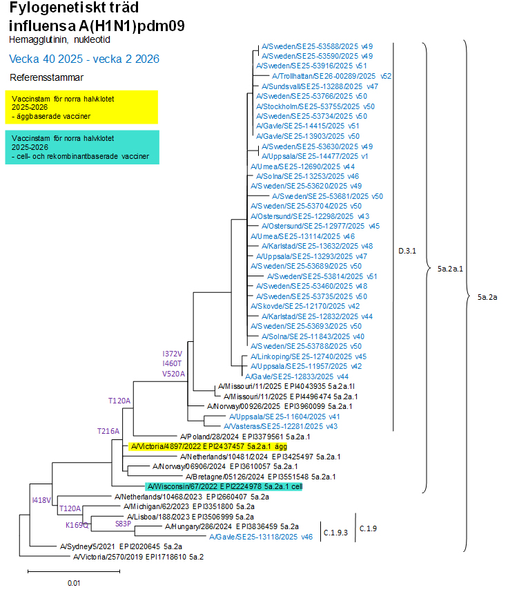 De flesta virus fr&aring;n s&auml;songen tillh&ouml;r D.3.1, se &auml;ven tabell 1.