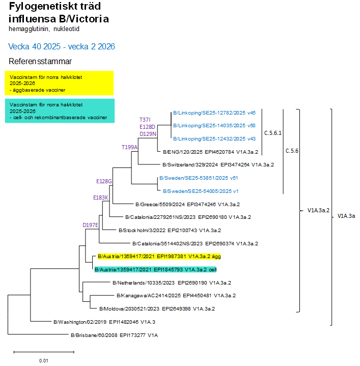 Det f&aring;tal virus fr&aring;n s&auml;songen som &auml;r karakt&auml;riserade tillh&ouml;r C.5.6. Se &auml;ven tabell 1.