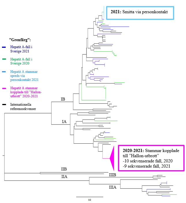 Fylogenetiskt träd av hepatit A.