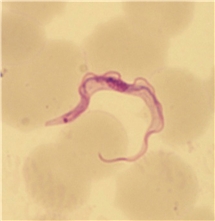 Bild på Trypanosoma brucei trypomastigot.