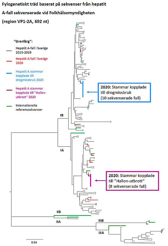 Fylogenetiskt träd för hepatit A under 2020