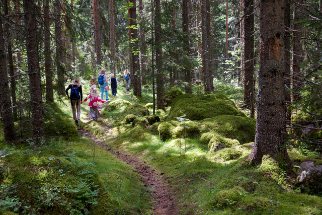 Barn som vandrar i skogen