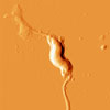 Mikroskopbild på Campylobacter. Foto: Folkhälsomyndighetens pressarkiv