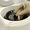 Laddning av centrifug med virusprover inför centrifugering.