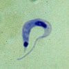 Mikroskopbild på Trypanosoma cruzi trypomastigot.