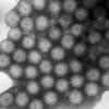 Mikroskopbild på rotavirus (barndiarré).