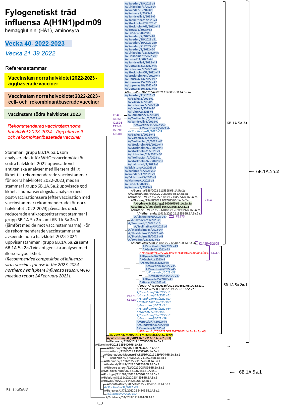 Fylogenetiskt träd för hemagglutinin för influensa A H1N1 som visar släktskapet för svenska influensastammar. Texten sammanfattar detta. 