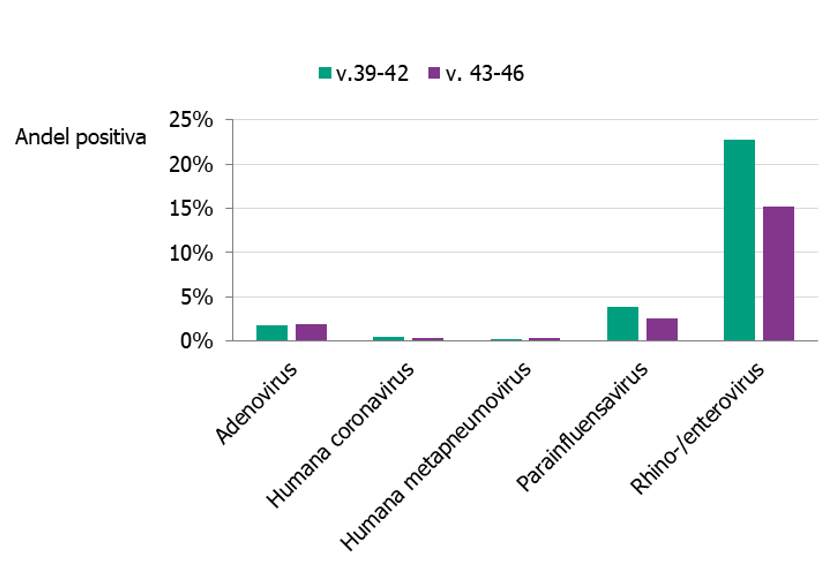 Diagrammet visar högst andel positiva för rhino- enterovirus båda perioderna