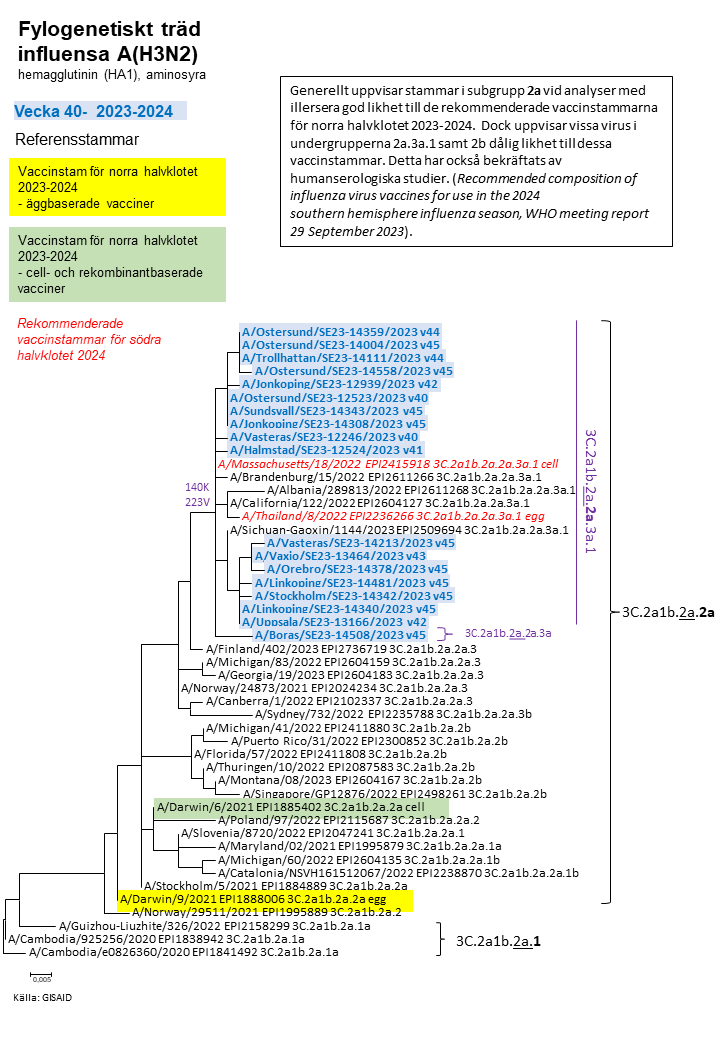 Fylogenetiskt träd avseende influensa A H3N2, läs mer i specialavsnitt Viruskaraktärisering, underrubrik genetisk grupp.