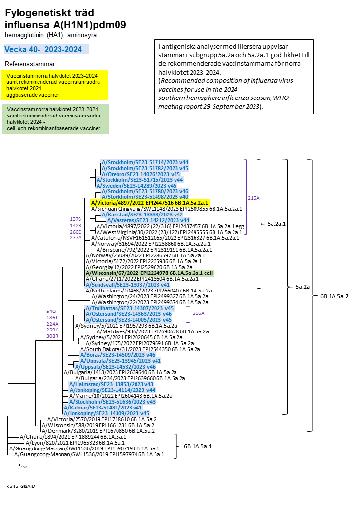 Fylogenetiskt träd avseende influensa A H1N1, läs mer i specialavsnitt Viruskaraktärisering, underrubrik genetisk grupp.